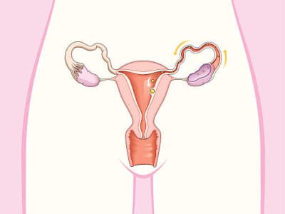 Female Reproductive Health Explained: Functions, Importance, and Common Issues.