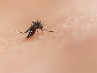 Malaria: Everything You Need to Know About One of Africa's Deadliest Diseases